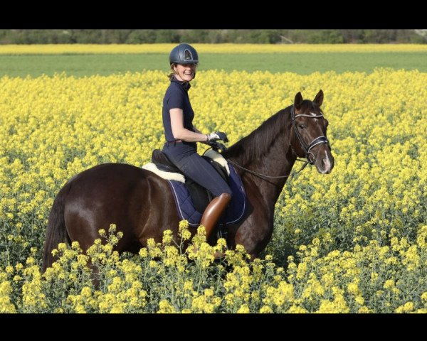 Dressurpferd Bluehorse First Date (Koninklijk Warmbloed Paardenstamboek Nederland (KWPN), 2013, von Apache)