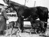 broodmare Zorba (Swedish Warmblood, 1962, from Magnat)