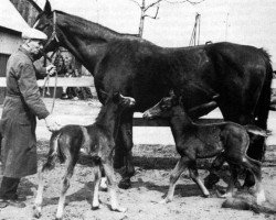 broodmare Zorba (Swedish Warmblood, 1962, from Magnat)