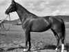 broodmare Zorri (Swedish Warmblood, 1971, from Gaspari)