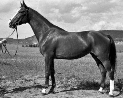 broodmare Zorri (Swedish Warmblood, 1971, from Gaspari)