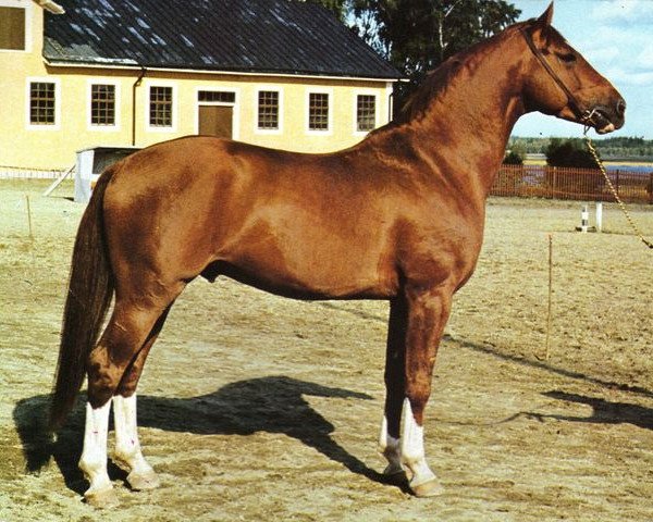 Deckhengst Gaspadin (Schwedisches Warmblut, 1970, von Gaspari)