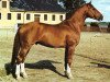 stallion Gaspadin (Swedish Warmblood, 1970, from Gaspari)