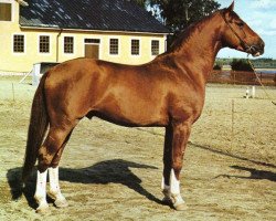 Deckhengst Gaspadin (Schwedisches Warmblut, 1970, von Gaspari)