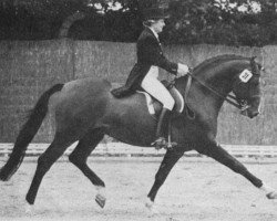 stallion Figaro (Swedish Warmblood, 1969, from Gaspari)