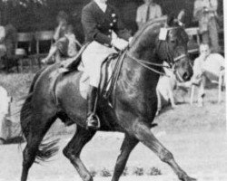 stallion Elektron (Swedish Warmblood, 1968, from Gaspari)