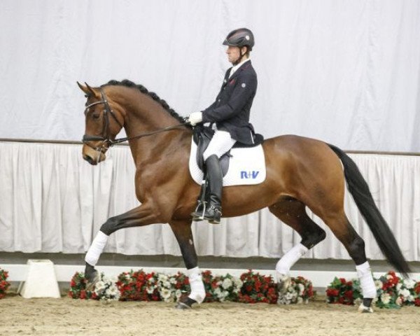 dressage horse Dempsey (Westphalian, 2013, from Damsey FRH)
