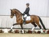 dressage horse Dempsey (Westphalian, 2013, from Damsey FRH)