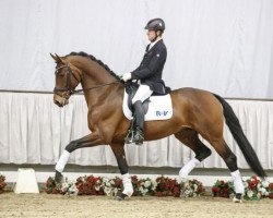 dressage horse Dempsey (Westphalian, 2013, from Damsey FRH)