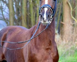 broodmare Diamonds Hope (German Riding Pony, 2015, from Diamond Hit)