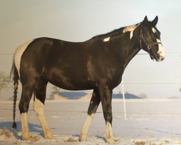 Zuchtstute Cheyenne 1084 (Pinto mit Reitpferdepedigree, 2007, von Point)