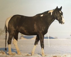 Dressurpferd Cheyenne 1084 (Pinto mit Reitpferdepedigree, 2007, von Point)