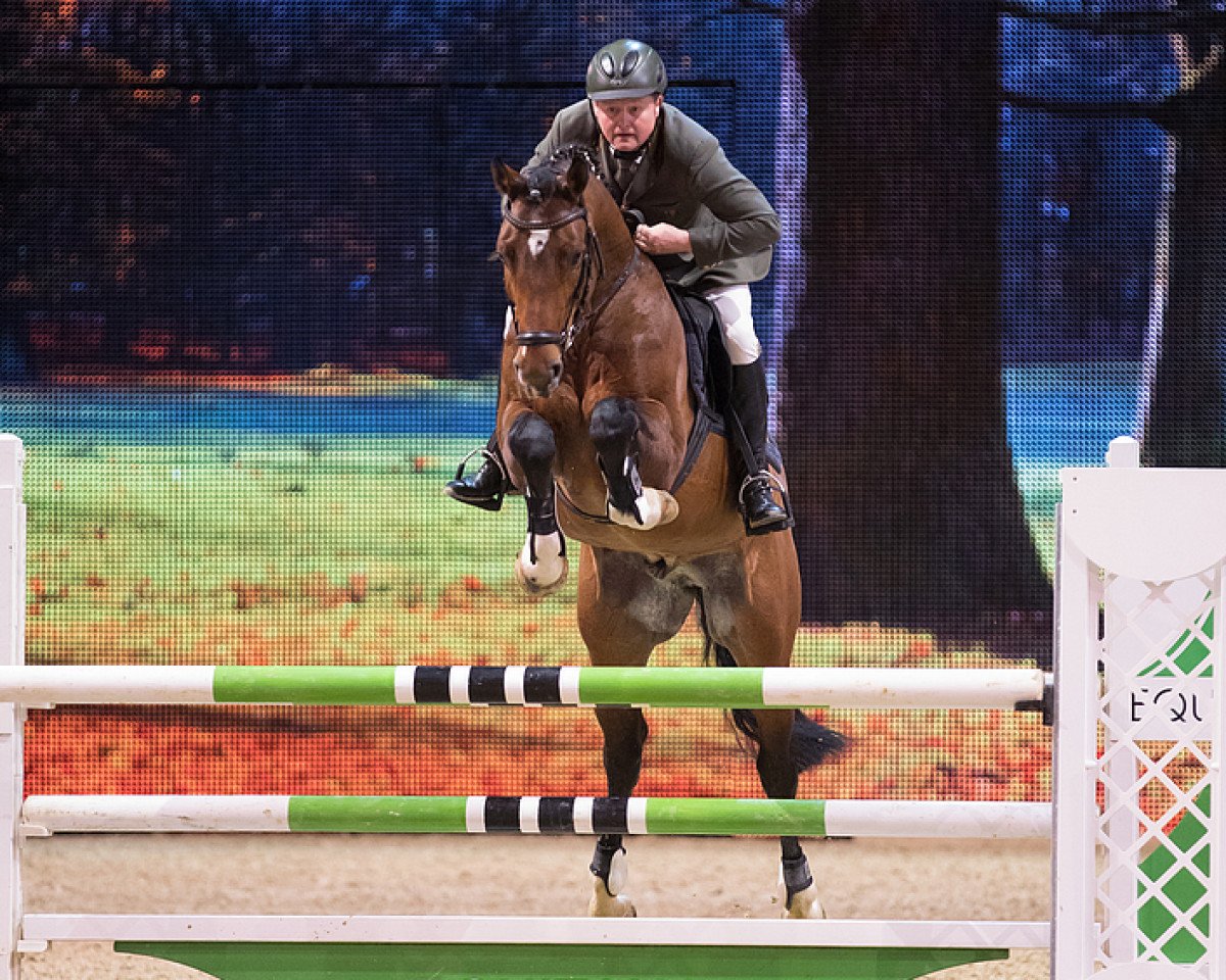 Deckhengst Arko Junior Pms (Oldenburger, 2010, von Arko III)
