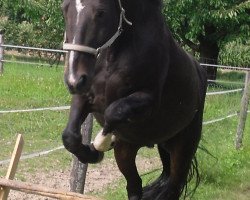 dressage horse Fairy Tale 17 (Bavarian, 1995, from Fair Play 97 FIN)