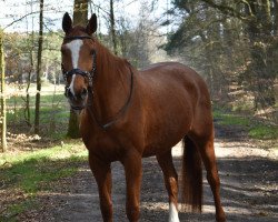 Pferd Belle de Jour Go (Trakehner, 2001, von Wörthersee xx)