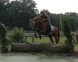 Pferd Orchid's Sunny (New-Forest-Pony, 2001, von North Lakes Lightning)