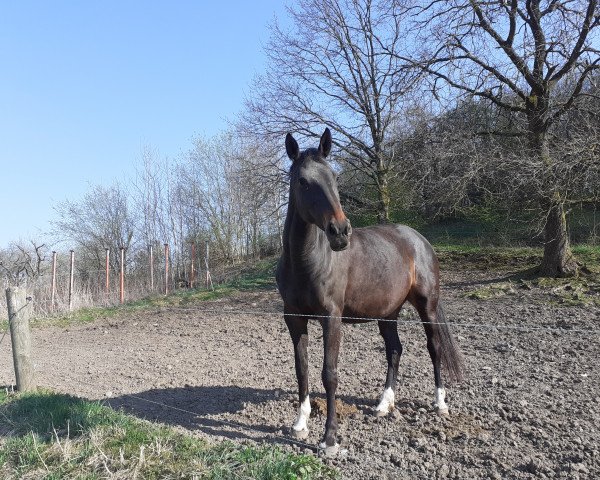 Zuchtstute Carla WS (Deutsches Sportpferd, 2012, von Cuidam)