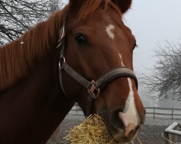 jumper Calgary 85 (Hanoverian, 2013, from Cador 5)