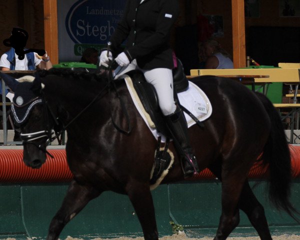 dressage horse Felina 22 (German Riding Pony, 2013, from Flashpoint 4)