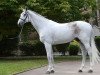 stallion Cartaro 2 (Oldenburg show jumper, 2010, from Carinue)