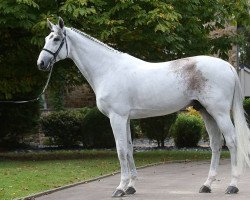 stallion Cartaro 2 (Oldenburg show jumper, 2010, from Carinue)