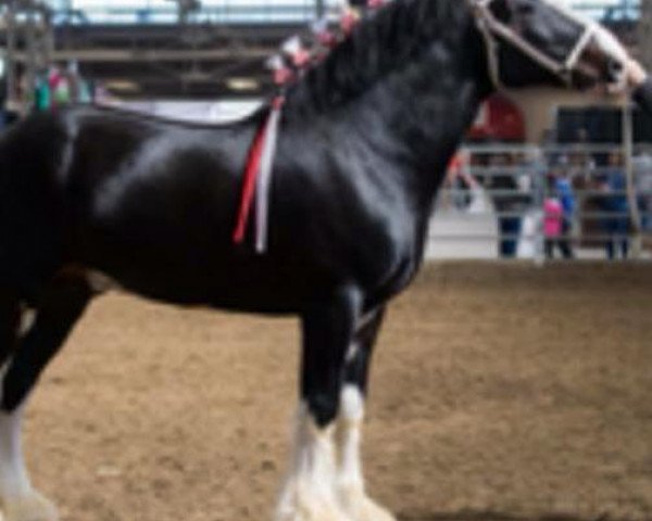 stallion Skyridge Master Sampson (Clydesdale, 2010, from Greystone's Champion Roman)