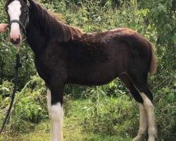 Pferd CCD's Sapphires Stella (Clydesdale, 2019, von Skyridge Master Sampson)