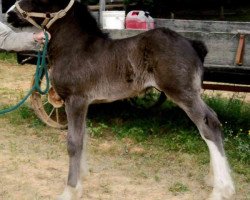 horse Carothers Southern Rebel (Clydesdale, 2016, from Colat Babington Thumper)