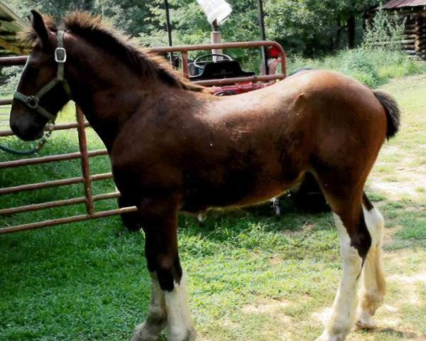 Pferd Carothers Southern Liberty (Clydesdale, 2017, von Colat Babington Thumper)