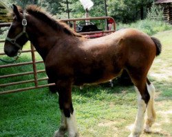 horse Carothers Southern Liberty (Clydesdale, 2017, from Colat Babington Thumper)