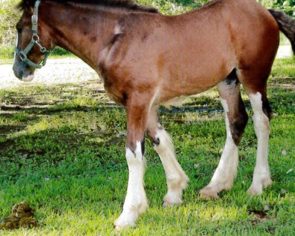 Pferd Carothers Southern Belle (Clydesdale, 2015, von Colat Babington Thumper)