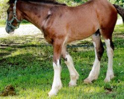 horse Carothers Southern Belle (Clydesdale, 2015, from Colat Babington Thumper)