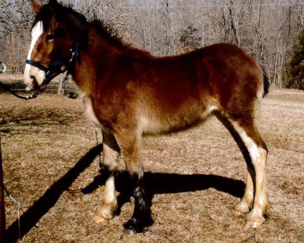 Pferd Carothers Shadow Dancer (Clydesdale, 2013, von Colat Babington Thumper)