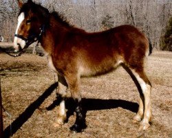 horse Carothers Shadow Dancer (Clydesdale, 2013, from Colat Babington Thumper)