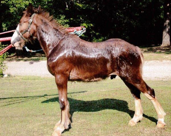 horse Carothers Charming Charlie (Clydesdale, 2013, from Colat Babington Thumper)