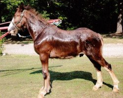 Pferd Carothers Charming Charlie (Clydesdale, 2013, von Colat Babington Thumper)