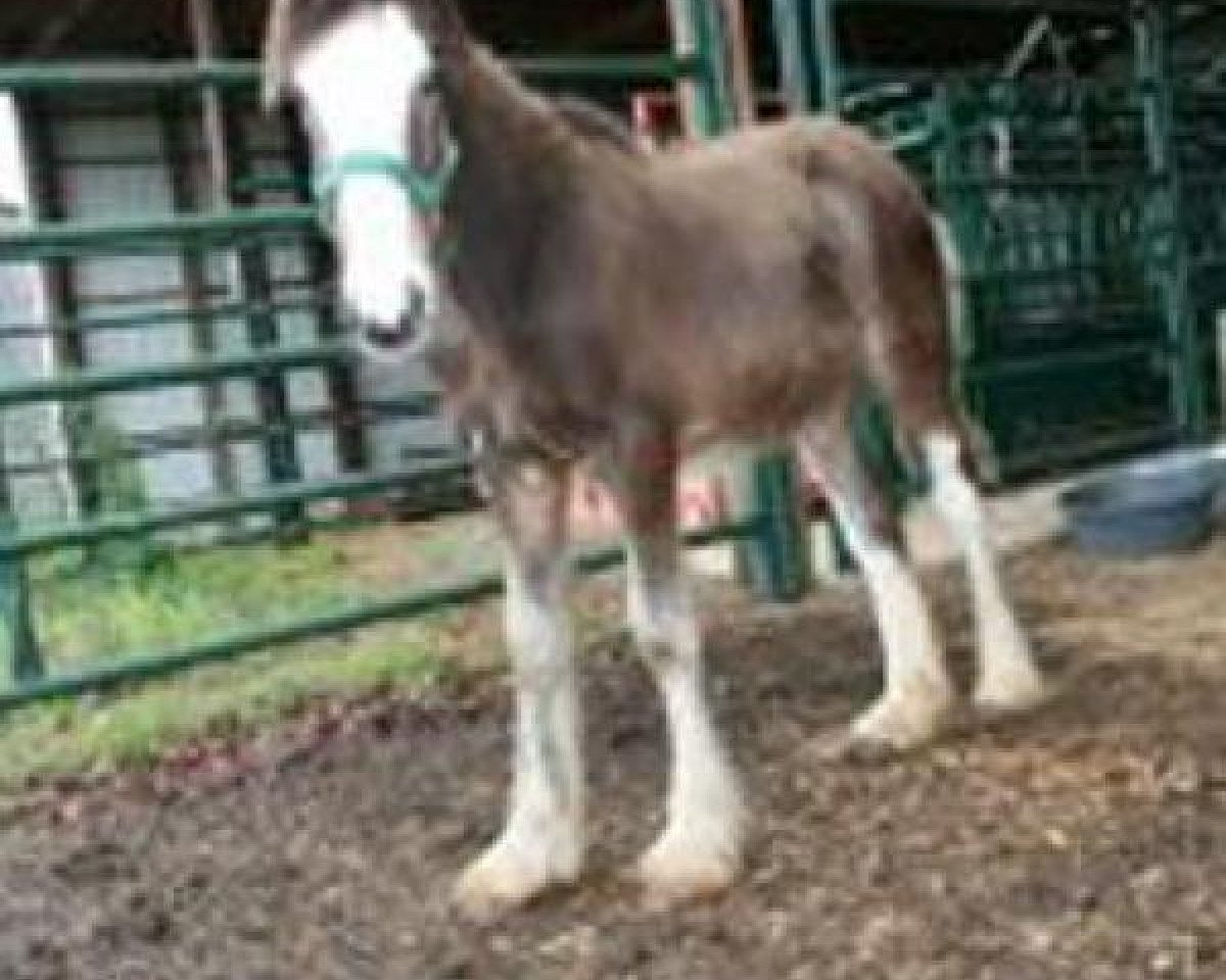 horse Carothers Autumn Eve (Clydesdale, 2012, from Colat Babington Thumper)