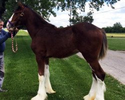 horse Camelot Thor (Clydesdale, 2016, from Mistyland Royale)