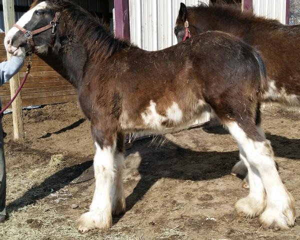 horse C3 Dixie's Khrome (Clydesdale, 2014, from Somewhere Doc's Blackun Decker)