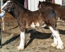 horse C3 Dixie's Khrome (Clydesdale, 2014, from Somewhere Doc's Blackun Decker)