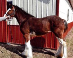 horse Brookside Sapphire (Clydesdale, 2013, from Irish Thunder's Celtic Dawson)