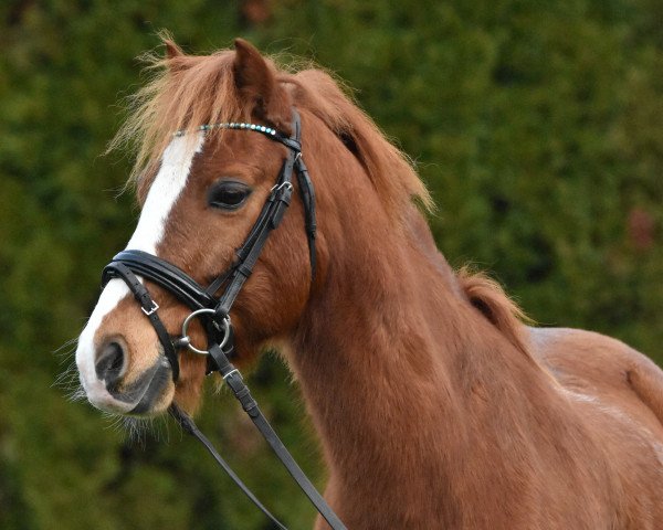 dressage horse Dragoon-Rhys (Welsh-Cob (Sek. C), 2010, from Parvadean Rowan)