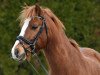 dressage horse Dragoon-Rhys (Welsh-Cob (Sek. C), 2010, from Parvadean Rowan)