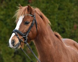 Dressurpferd Dragoon-Rhys (Welsh-Cob (Sek. C), 2010, von Parvadean Rowan)