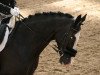 dressage horse Quanita 2 (Belgian Warmblood, 2001)