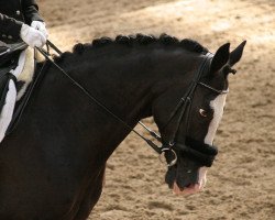 dressage horse Quanita 2 (Belgian Warmblood, 2001)