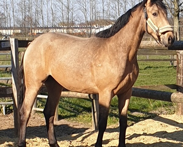 dressage horse Steverheides Qantastisch (Westphalian, 2017, from Qaside Md)