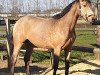 dressage horse Steverheides Qantastisch (Westphalian, 2017, from Qaside Md)