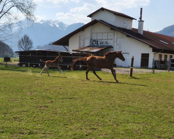 jumper Foggy Bay (German Sport Horse, 2016, from Stolzenberg)