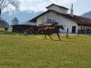 Springpferd Foggy Bay (Deutsches Sportpferd, 2016, von Stolzenberg)